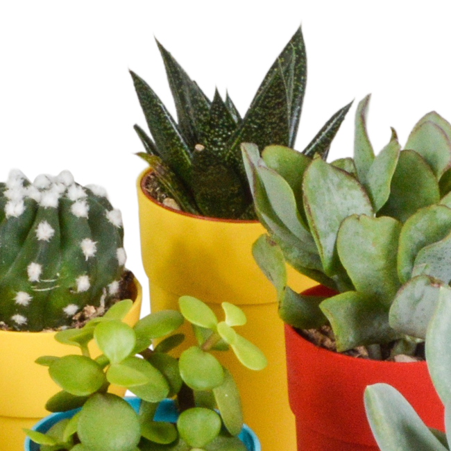 Cactus en vetplanten mix 5.5 cm | 15 stuks - in gekleurde plasticpot