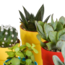 Cactus en vetplanten mix 5.5 cm | 15 stuks - in gekleurde plasticpot