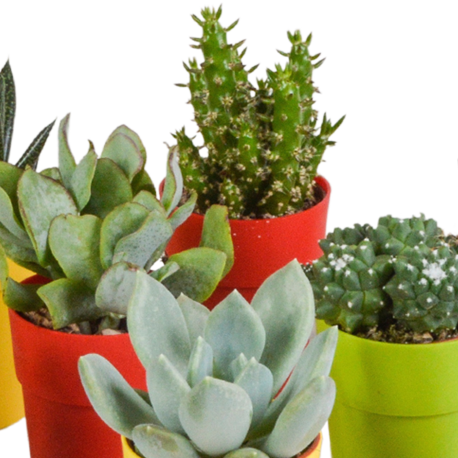 Cactus en vetplanten mix 5.5 cm | 15 stuks - in gekleurde plasticpot
