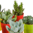Cactus en vetplanten mix 5.5 cm | 15 stuks - in gekleurde plasticpot