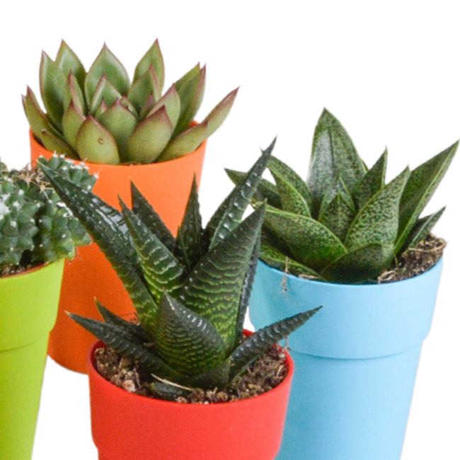 Cactus en vetplanten mix 5.5 cm | 15 stuks - in gekleurde plasticpot