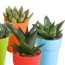 Cactus en vetplanten mix 5.5 cm | 15 stuks - in gekleurde plasticpot