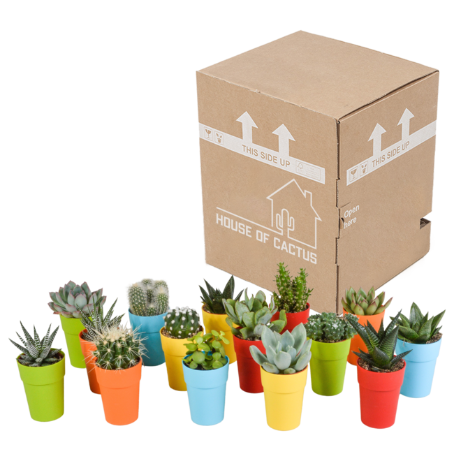 Cactus en vetplanten mix 5.5 cm | 15 stuks - in gekleurde plasticpot