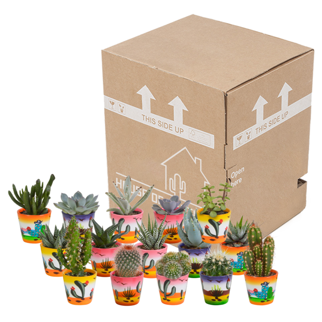 Cactus en vetplanten mix 5.5 cm | 15 stuks - in Mexicaanse pot