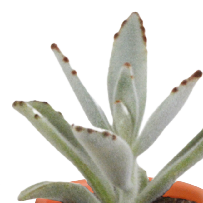 Cactus en vetplanten mix 5.5 cm | 15 stuks - in Mexicaanse pot