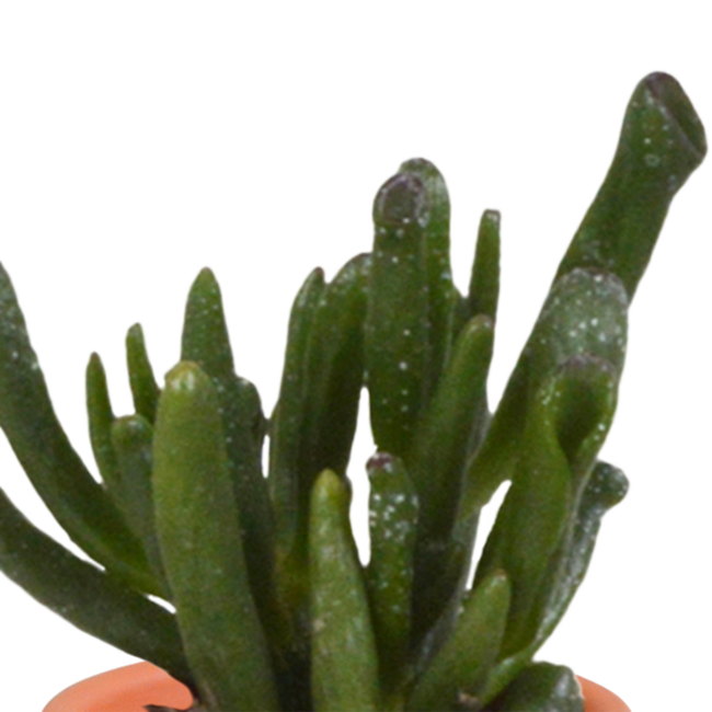 Cactus en vetplanten mix 5.5 cm | 15 stuks - in Mexicaanse pot
