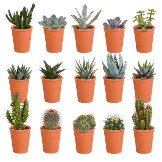 Cactus en vetplanten mix 5.5 cm | 15 stuks - in terracotta pot