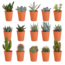 Cactus en vetplanten mix 5.5 cm | 15 stuks - in terracotta pot