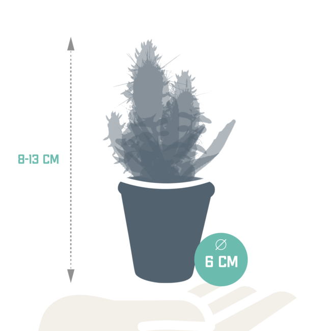Cactus en vetplanten mix 5.5 cm | 15 stuks - in terracotta pot