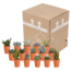 Cactus en vetplanten mix 5.5 cm | 15 stuks - in terracotta pot