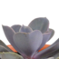 Cactus en vetplanten mix 5.5 cm | 15 stuks - in terracotta pot