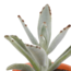 Cactus en vetplanten mix 5.5 cm | 15 stuks - in terracotta pot