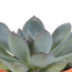 Cactus en vetplanten mix 5.5 cm | 15 stuks - in terracotta pot