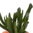 Cactus en vetplanten mix 5.5 cm | 15 stuks - in terracotta pot