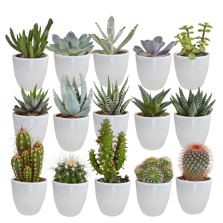 Cactus en vetplanten mix 5.5 cm | 15 stuks - in witte pot