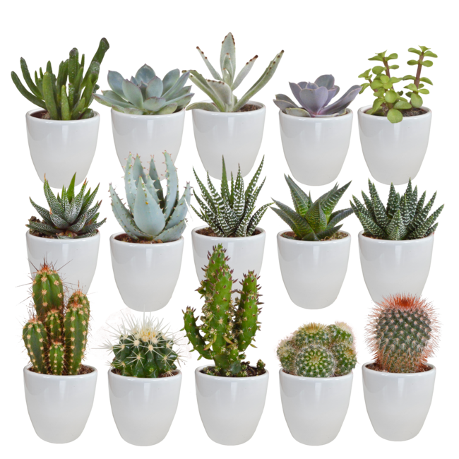 Cactus en vetplanten mix 5.5 cm | 15 stuks - in witte pot