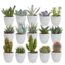 Cactus en vetplanten mix 5.5 cm | 15 stuks - in witte pot