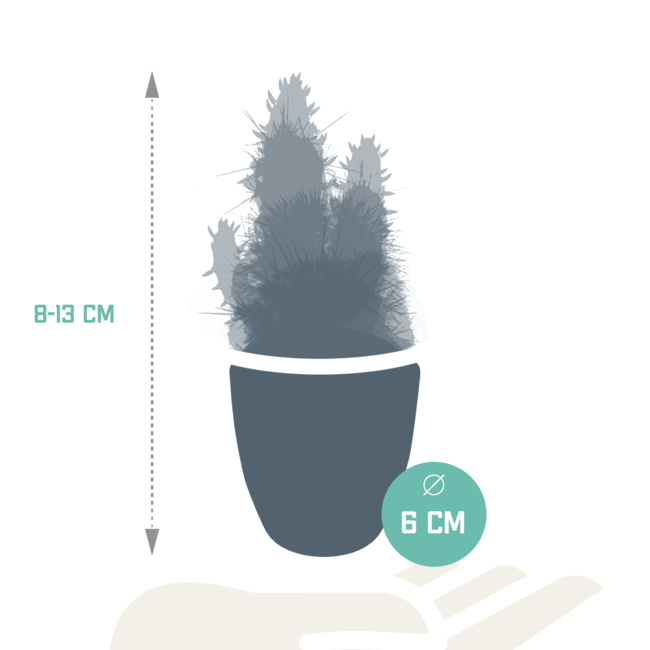 Cactus en vetplanten mix 5.5 cm | 15 stuks - in witte pot