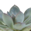 Cactus en vetplanten mix 5.5 cm | 15 stuks - in witte pot