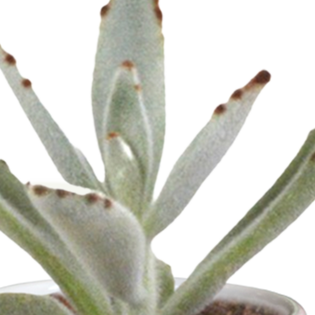 Cactus en vetplanten mix 5.5 cm | 15 stuks - in witte pot