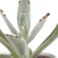 Cactus en vetplanten mix 5.5 cm | 15 stuks - in witte pot