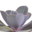 Cactus en vetplanten mix 5.5 cm | 15 stuks - in witte pot
