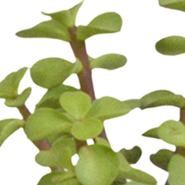 Cactus en vetplanten mix 5.5 cm | 15 stuks - in witte pot