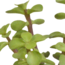 Cactus en vetplanten mix 5.5 cm | 15 stuks - in witte pot