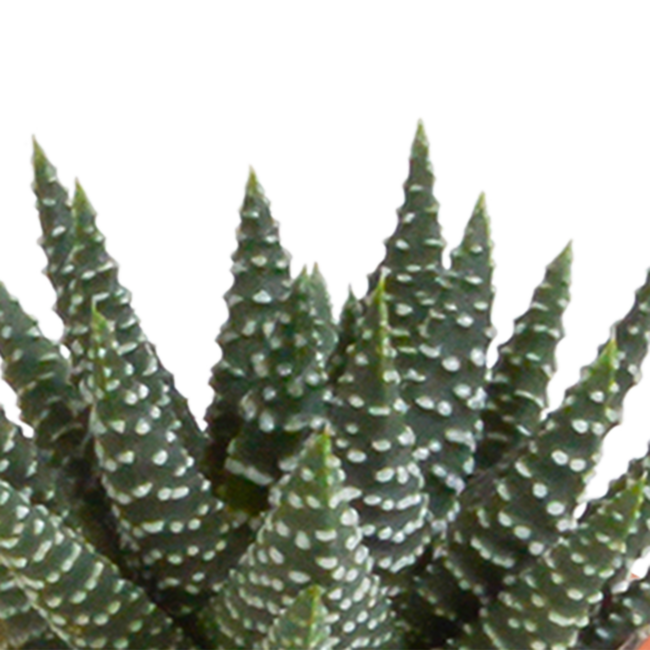 Cactus en vetplanten mix 5.5 cm | 15 stuks - in witte pot