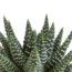Cactus en vetplanten mix 5.5 cm | 15 stuks - in witte pot
