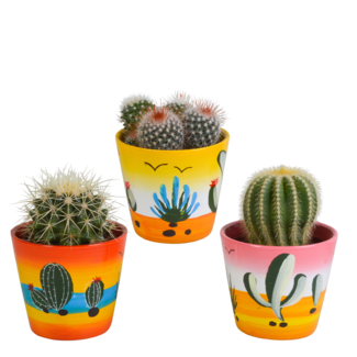 Bolcactus mix 8,5 cm | 3 stuks - in Mexicaanse pot