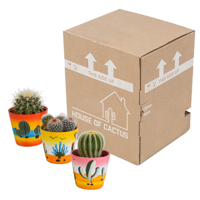 Bolcactus mix 8,5 cm | 3 stuks - in Mexicaanse pot