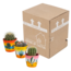 Bolcactus mix 8,5 cm | 3 stuks - in Mexicaanse pot