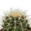 Bolcactus mix 8,5 cm | 3 stuks - in Mexicaanse pot