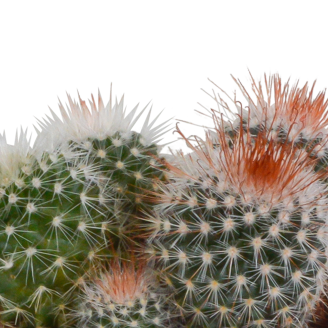 Bolcactus mix 8,5 cm | 3 stuks - in Mexicaanse pot