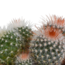 Bolcactus mix 8,5 cm | 3 stuks - in Mexicaanse pot
