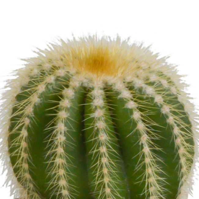 Bolcactus mix 8,5 cm | 3 stuks - in Mexicaanse pot