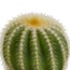 Bolcactus mix 8,5 cm | 3 stuks - in Mexicaanse pot