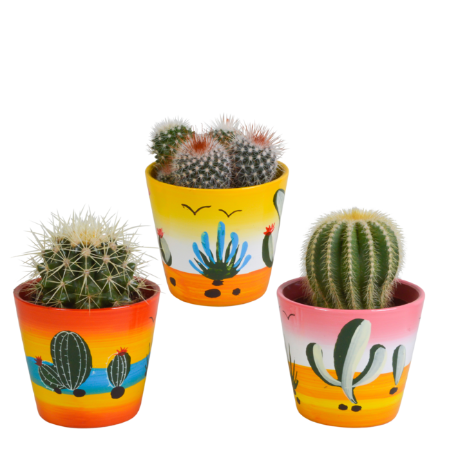Bolcactus mix 8,5 cm | 3 stuks - in Mexicaanse pot
