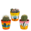Bolcactus mix 8,5 cm | 3 stuks - in Mexicaanse pot