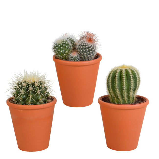 Bolcactus mix 8,5 cm | 3 stuks - in terracotta pot