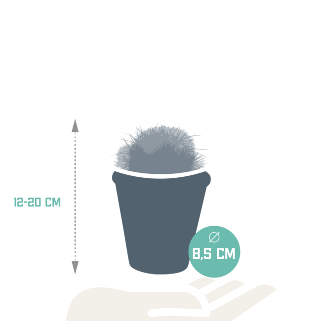 Bolcactus mix 8,5 cm | 3 stuks - in terracotta pot