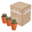 Bolcactus mix 8,5 cm | 3 stuks - in terracotta pot