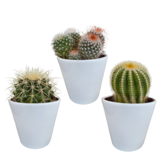 Bolcactus mix 8,5 cm | 3 stuks - in witte pot