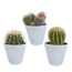 Bolcactus mix 8,5 cm | 3 stuks - in witte pot