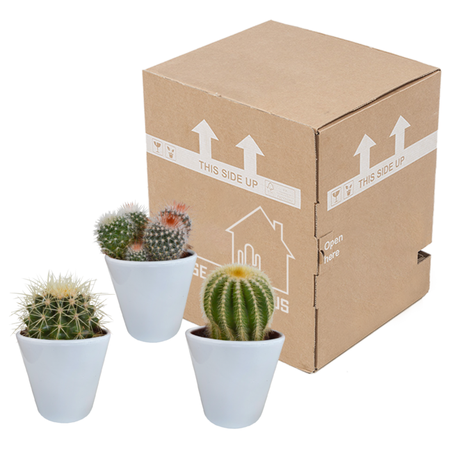 Bolcactus mix 8,5 cm | 3 stuks - in witte pot