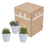 Bolcactus mix 8,5 cm | 3 stuks - in witte pot