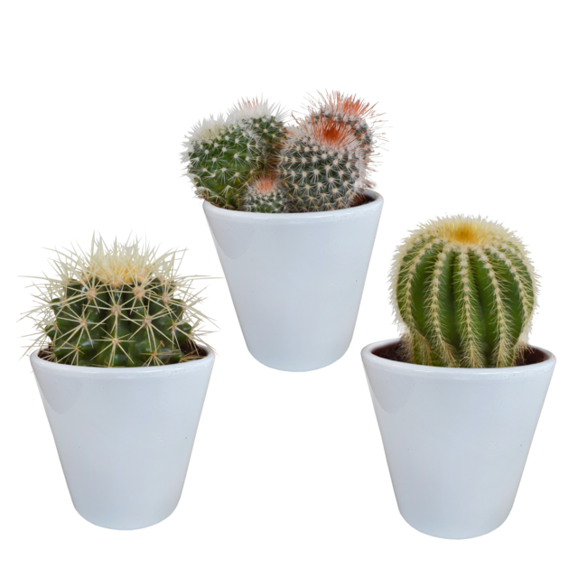 Bolcactus mix 8,5 cm | 3 stuks - in witte pot