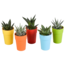Gasteria/Haworthia mix 5,5cm - 5x - in gekleurde plasticpot