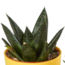 Gasteria/Haworthia mix 5,5cm - 5x - in gekleurde plasticpot